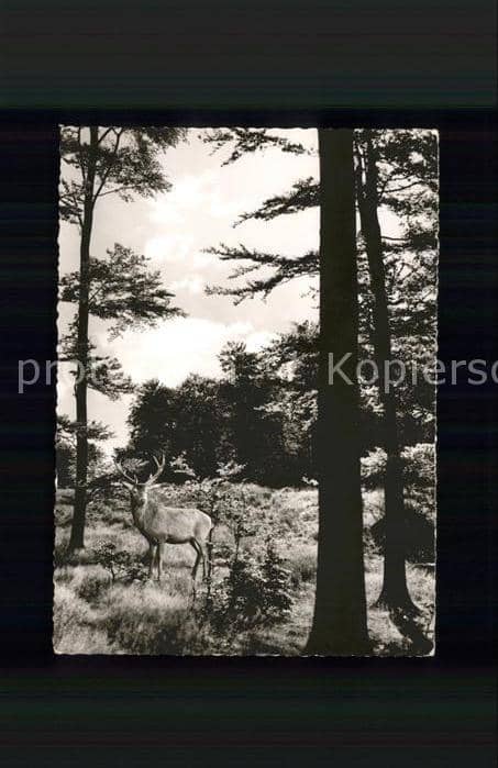 Hirsch Wald Solling – Ansichtskarte
