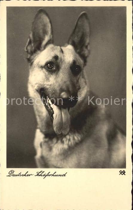 Schaeferhunde Deutscher Schaeferhund – Ansichtskarte