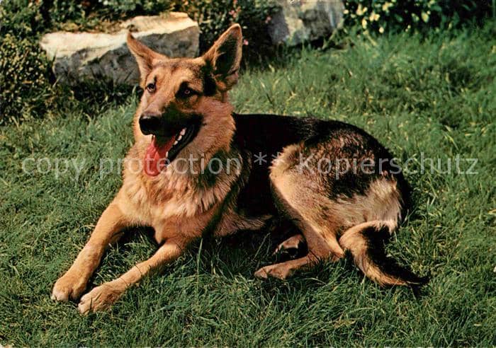 Schaeferhunde – Ansichtskarte