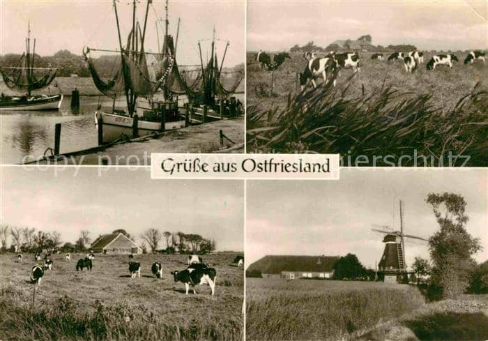 Ostfriesland Fischerboote Kühe Windmühle – Ansichtskarte