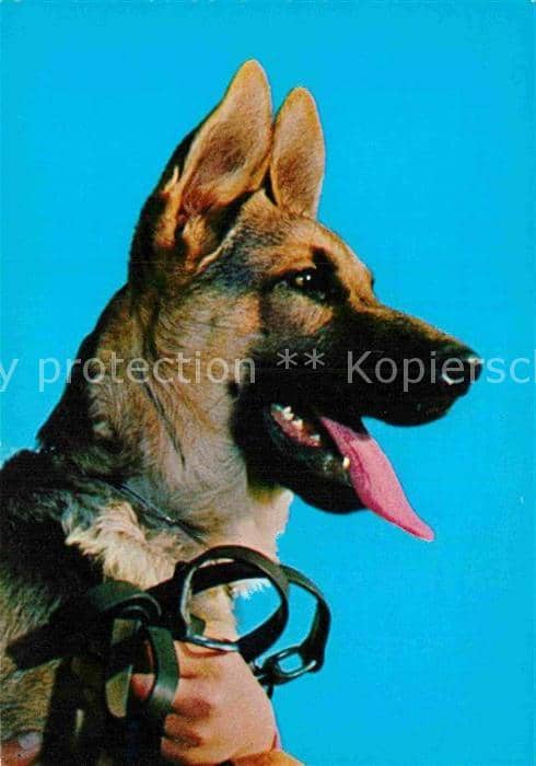Schaeferhunde – Ansichtskarte