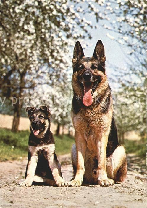 Schaeferhunde Welpe – Ansichtskarte