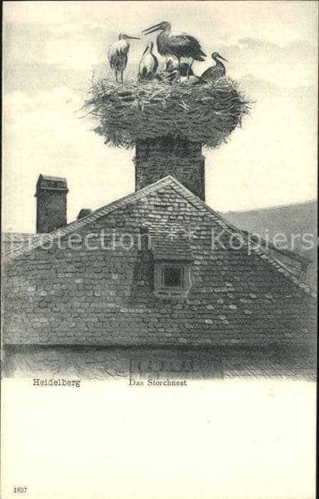Storch Heidelberg Storchnest – Ansichtskarte