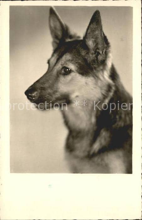 Schaeferhunde Foto-Amag-Nr.-69649 – Ansichtskarte