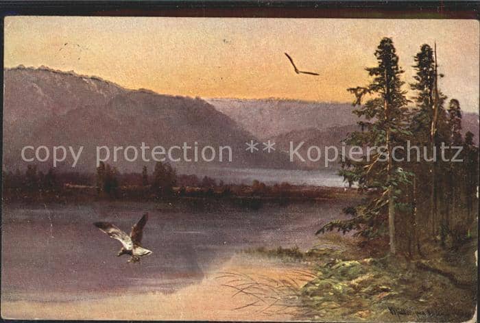 Adler Eagle Aigle Aguila Berglandschaft Baeume Natur – Ansichtskarte