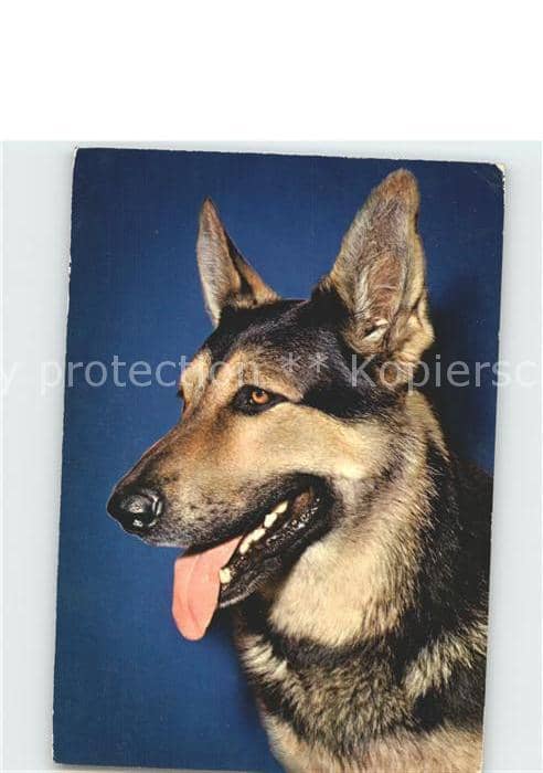 Schaeferhunde – Ansichtskarte