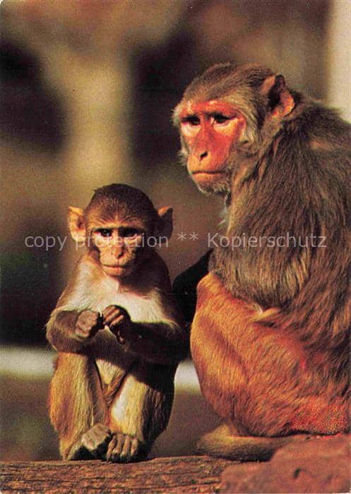 Affen Monkeys Singes Monos Scimmie-- Paviam mit Jengem – Ansichtskarte