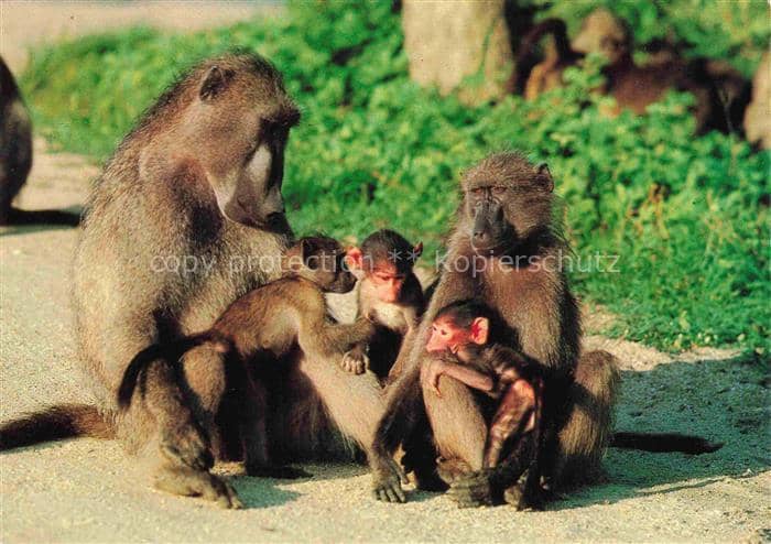 Affen Monkeys Singes Monos Scimmie-- Chacma Baboons Kruger National Park – Ansichtskarte