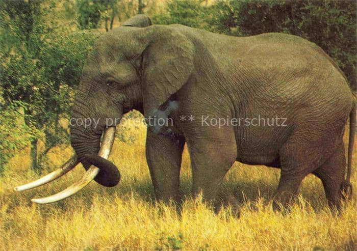 Elefant Kruger National Park – Ansichtskarte