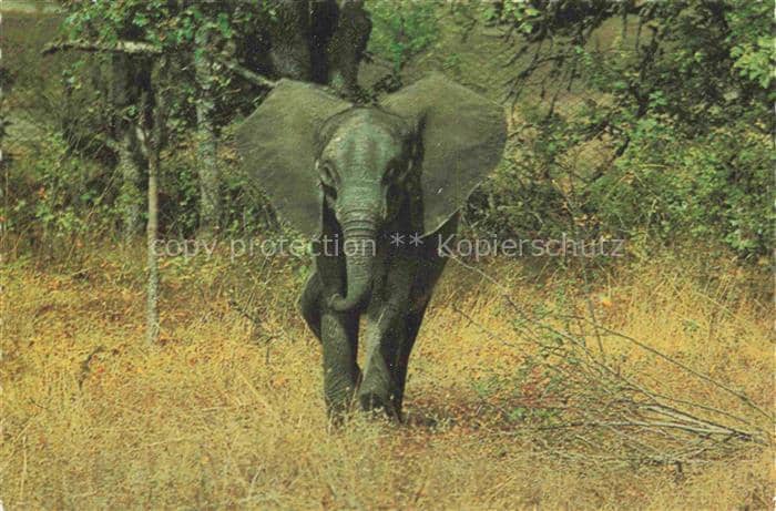 Elefant Wildlife Safari – Ansichtskarte