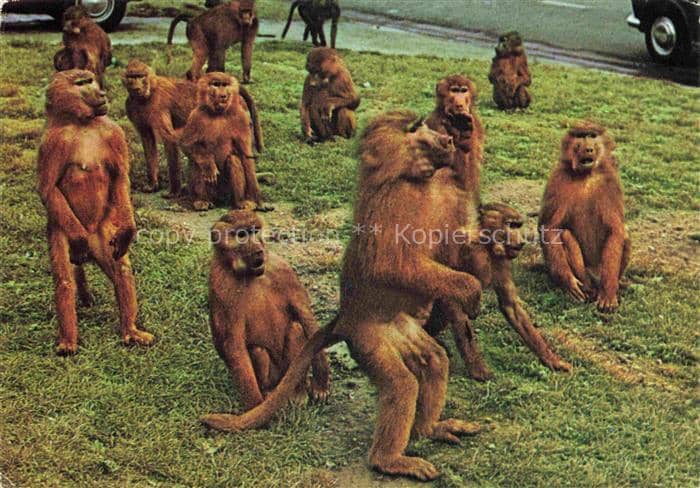 Affen Monkeys Singes Monos Scimmie-- Baboons Royal Windsori Park – Ansichtskarte