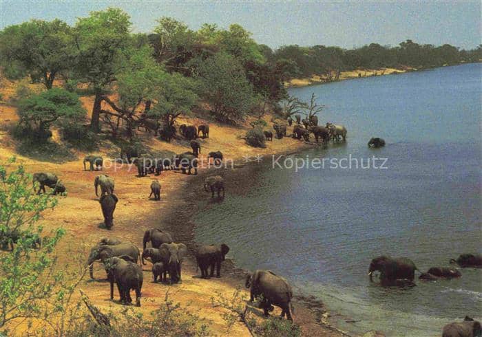 Elefant Afrikanische Kruger National Park – Ansichtskarte