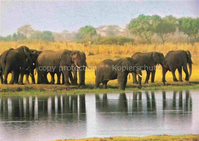 Elefant Afrikanische Kruger National Park – Ansichtskarte