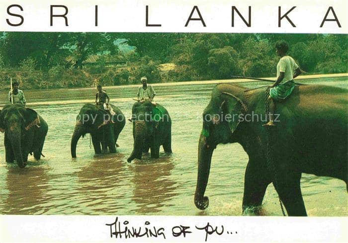 Elefant Sri Lanka – Ansichtskarte