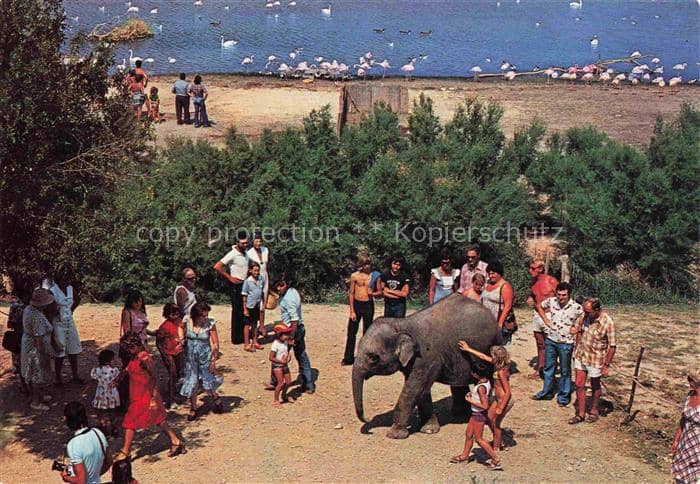 Elefant Yasmine Sigean – Ansichtskarte
