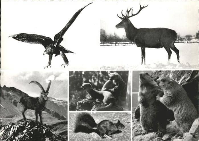 Hirsch Adler Steinbock Eichhörnchen Alpentiere – Ansichtskarte