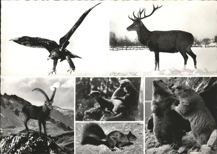 Hirsch Steinbock Adler Eichhörnchen Murmeltier – Ansichtskarte