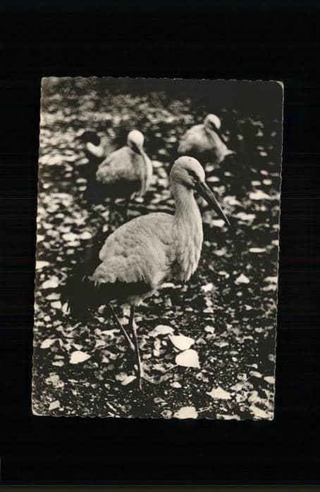 Storch cigogne blanche – Ansichtskarte