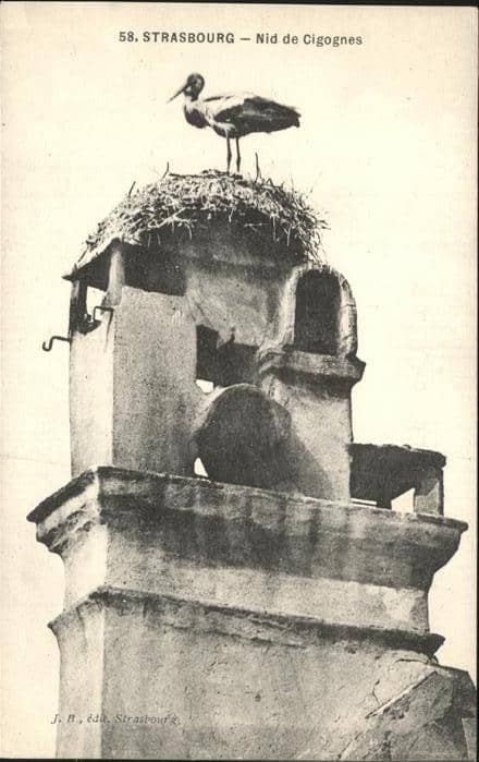 Storch Strasbourg Nid de Cigognes – Ansichtskarte