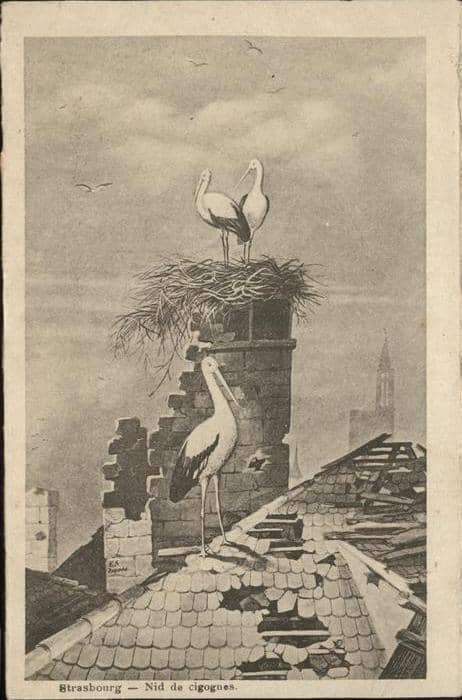 Storch Strasbourg Nid de cigognes – Ansichtskarte