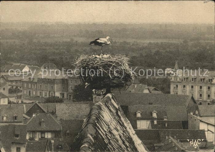 Storch Cigogne Alsace – Ansichtskarte