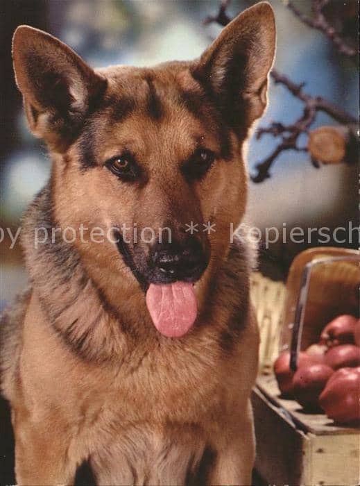 Schaeferhunde – Ansichtskarte
