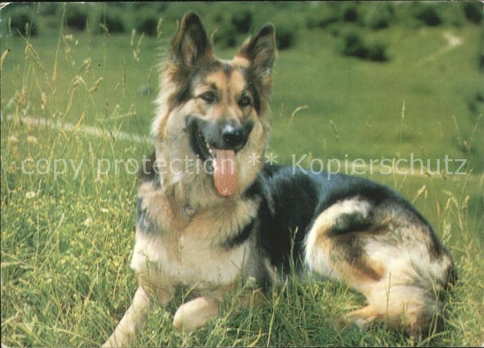 Schaeferhunde – Ansichtskarte