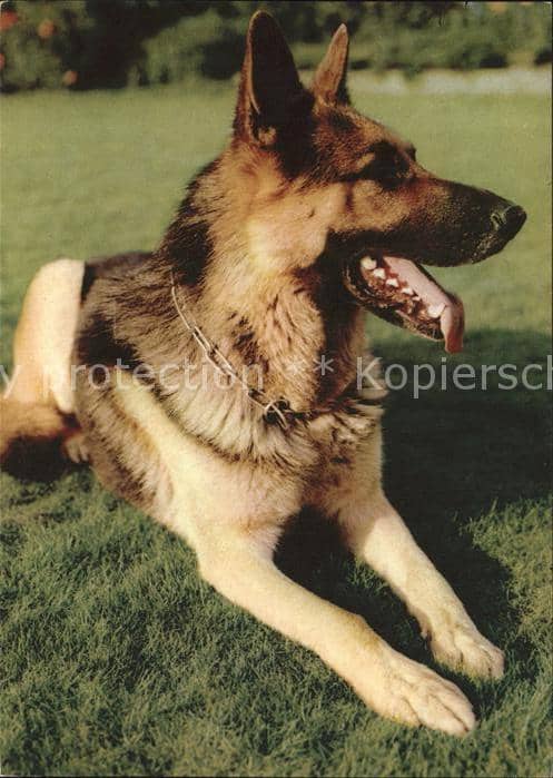 Schaeferhunde – Ansichtskarte