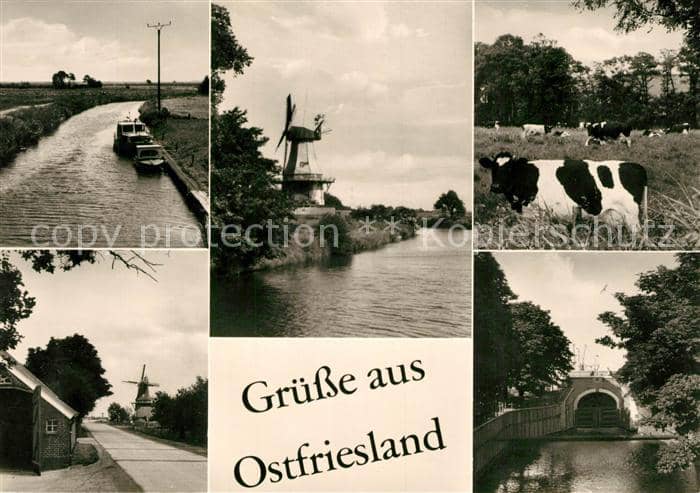 Ostfriesland Windmühlen Kuhherde – Ansichtskarte