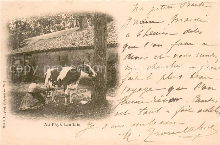 Tiere Melcken J.L.foto – Ansichtskarte