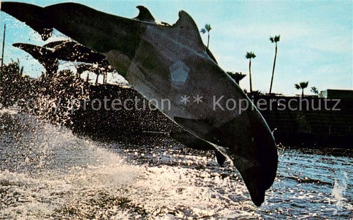 Tiere Sea World Delfine – Ansichtskarte