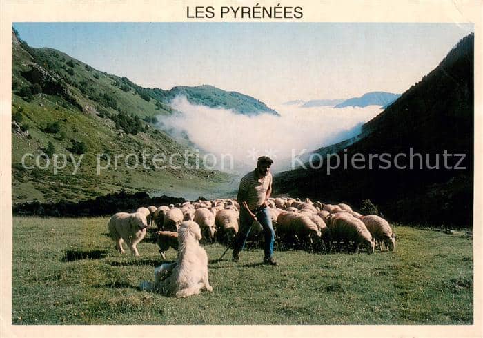 Schaeferhunde 2455-Les Pyrenees – Ansichtskarte