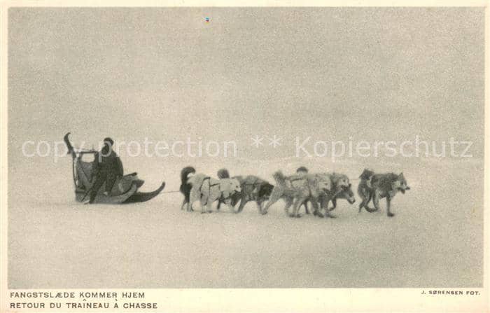 HUNDE dogs chiens-- Huskies – Ansichtskarte