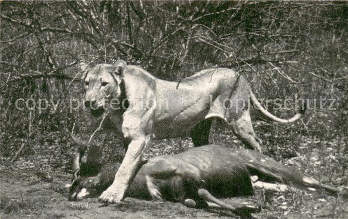 Loewe Lion and Inyala – Ansichtskarte