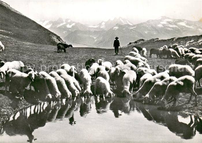 Schaeferei Landwirtschaft Bergseeli – Ansichtskarte