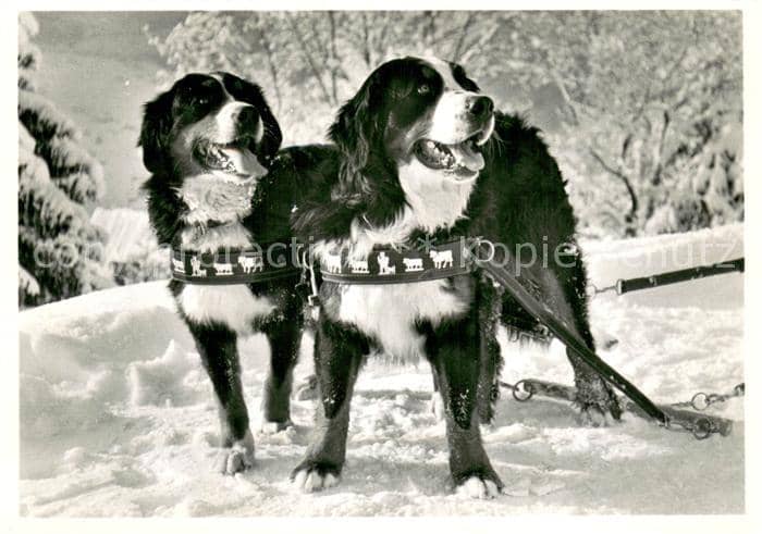 HUNDE dogs chiens-- Haus Bergfriedens Berner Sennenhunde – Ansichtskarte
