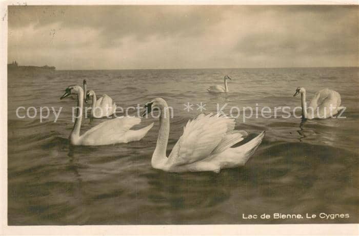 Schwan Lac de Bienne Le Gygnes – Ansichtskarte