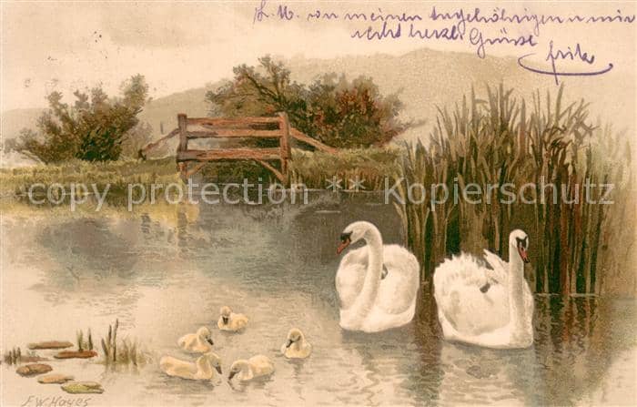 Schwan F.W.Hoyes Serie 1281 Schwaene – Ansichtskarte