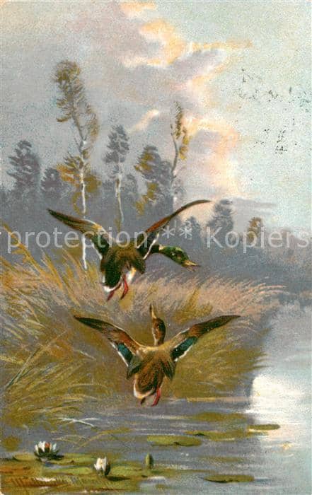 Enten T.S.N. 5.640 Enten fliegen ueber Teich – Ansichtskarte