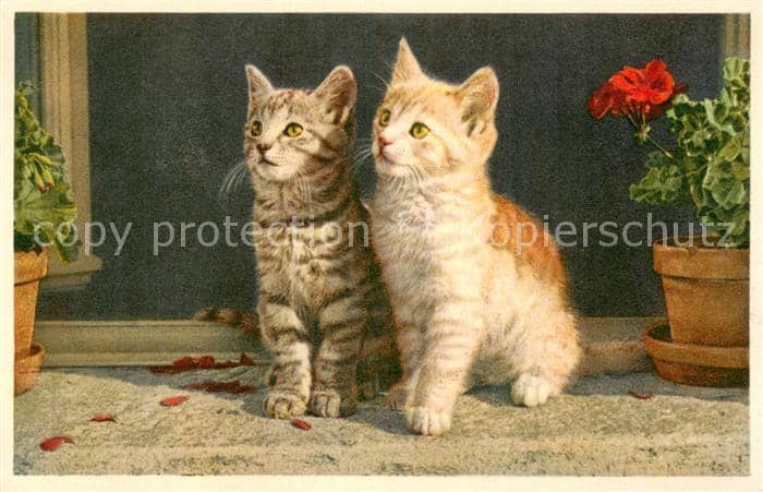 Katzen am Fenster – Ansichtskarte