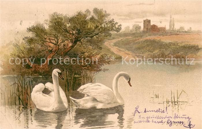 Schwan Schwaehne im Teich – Ansichtskarte