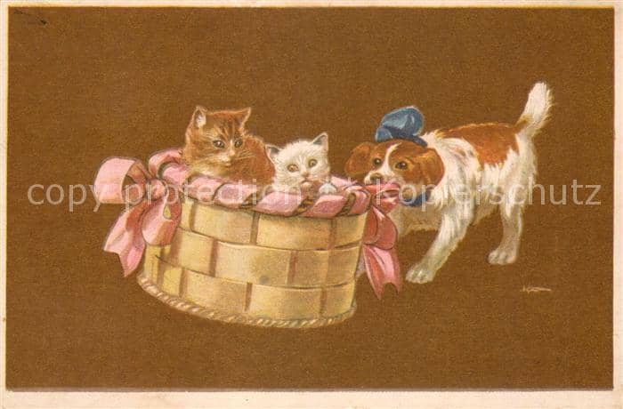 Katzen Hund und katzen – Ansichtskarte