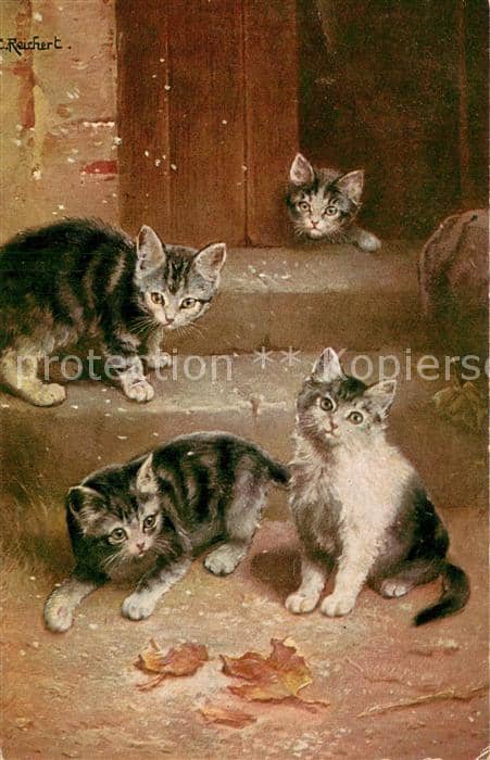 Katzen C.Reichert T.S.N. Serie 1698 – Ansichtskarte