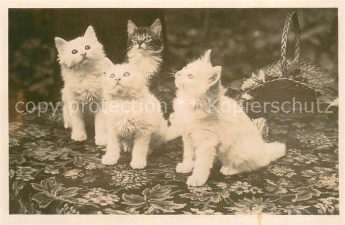 Katzen bild – Ansichtskarte