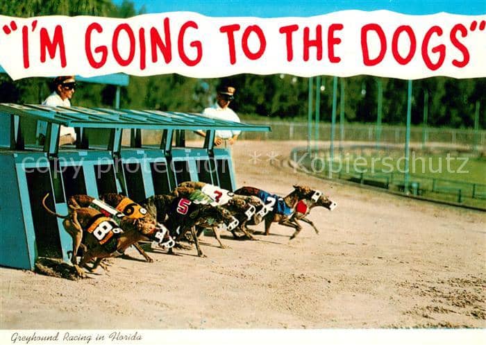 HUNDE dogs chiens-- Hunderennen – Ansichtskarte