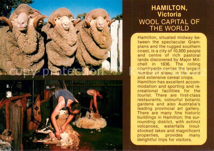 Schaeferei Landwirtschaft Hamilton Victoria – Ansichtskarte