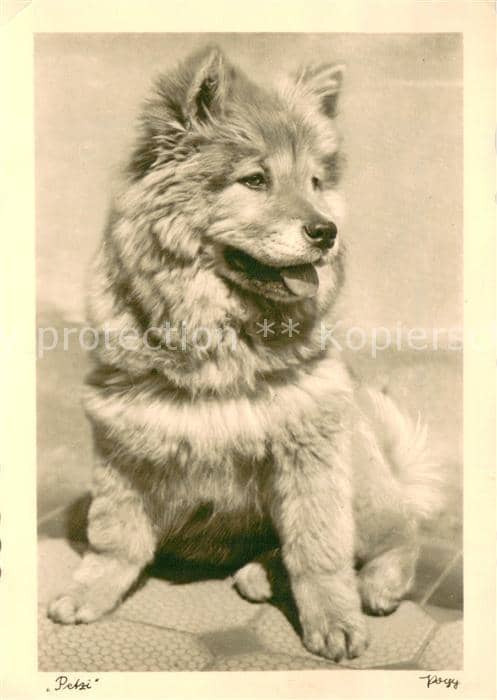 HUNDE dogs chiens-- Petzi – Ansichtskarte