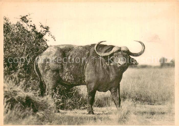 Bueffel Ruanda – Ansichtskarte