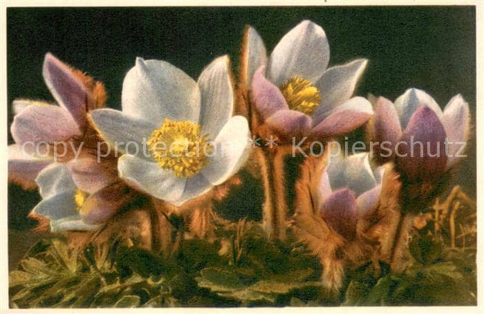 Blumen 2281 anemone vernalis L. Fruehlings-Anemone – Ansichtskarte