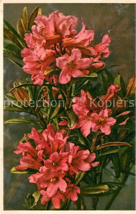 Blumen 1617 Rhododendron ferrugineum – Ansichtskarte